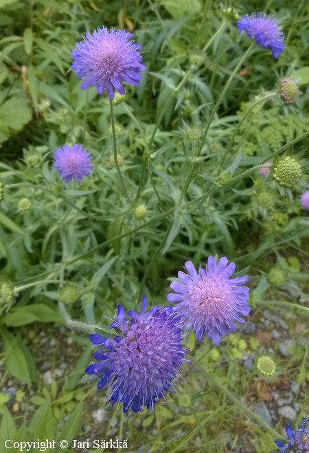 Knautia arvensis, ketoruusuruoho